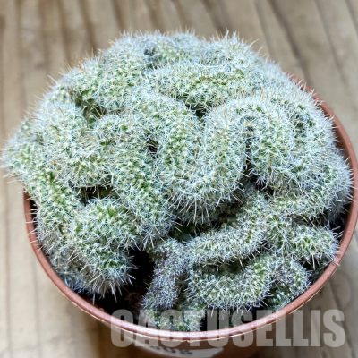 SH35608 Mammillaria perbella f. cristata