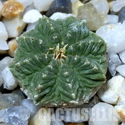 SH35678 Aztekium ritteri VM 619, seedling