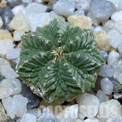 SH35679 Aztekium ritteri VM 619, seedling