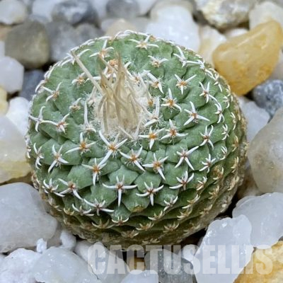 SH35680 Strombocactus disciformis f. minimus VM 204