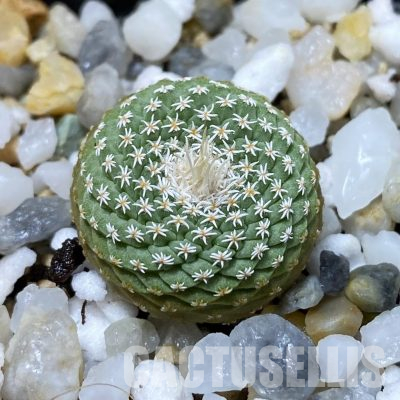 SH35681 Strombocactus disciformis f. minimus VM 204
