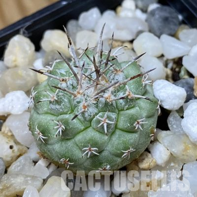 SH35682 Strombocactus corregidorae KPP 1700