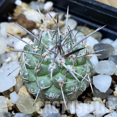 SH35683 Strombocactus corregidorae KPP 1700