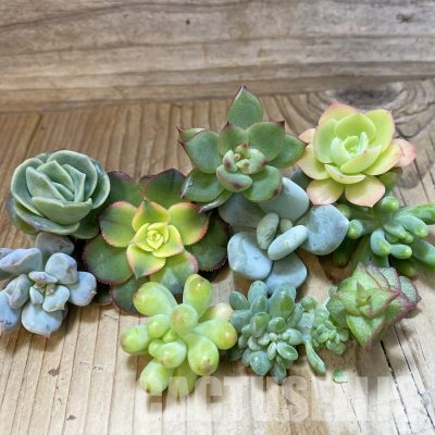 SH35684 Succulents mix, cuted