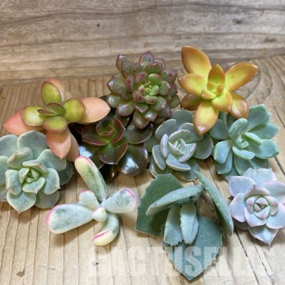 SH35685 Succulents mix, cuted