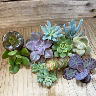 SH35686 Succulents mix, cuted