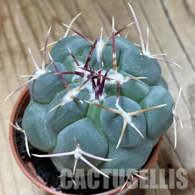 SH35610 Thelocactus hexaedrophorus