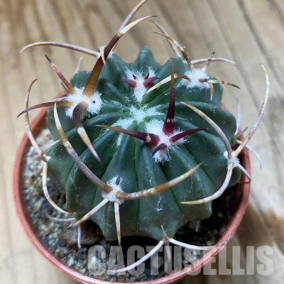 SH35611 Echinofossulocactus coptonogonus PP 959