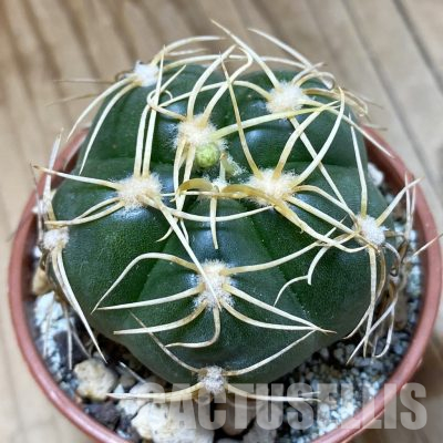 SH35612 Gymnocalycium denudatum