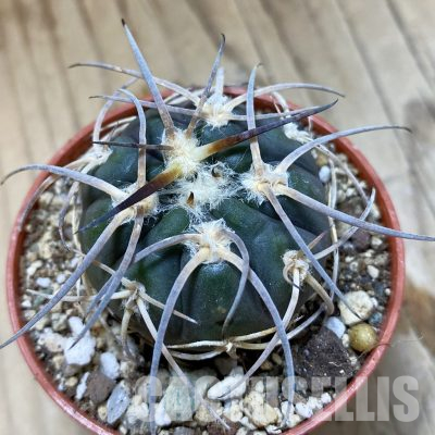SH35613 Gymnocalycium spegazzinii VS 120