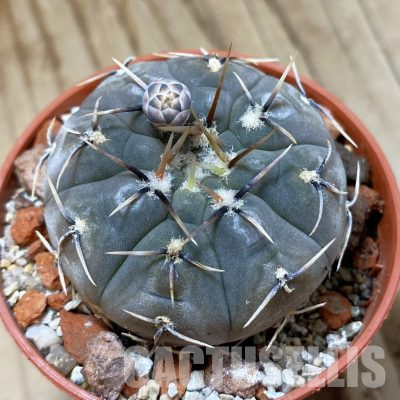 SH35614 Gymnocalycium esperanzae -Nueva Esperanza-