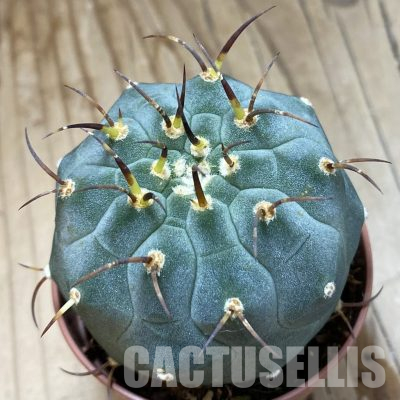SH35615 Matucana madisoniorum