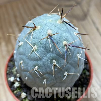 SH35602 Tephrocactus geometricus