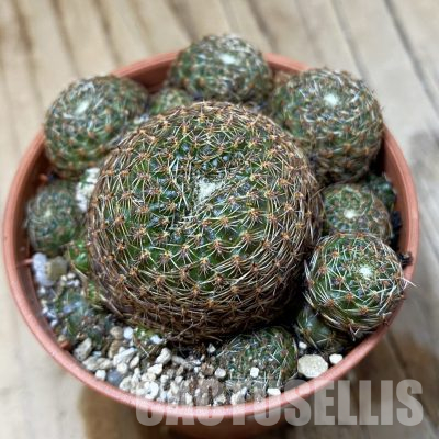 SH35617 Rebutia heliosa v. condorensis