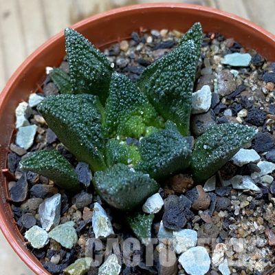 SH35622 Ariocarpus fissuratus v. hintonii