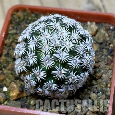 SH35626 Mammillaria hernandezii