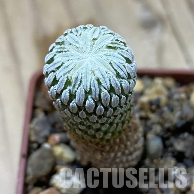 SH35627 Pelecyphora aselliformis