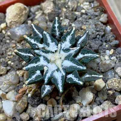 SH35628 Ariocarpus kotschoubeyanus v. macdowellii
