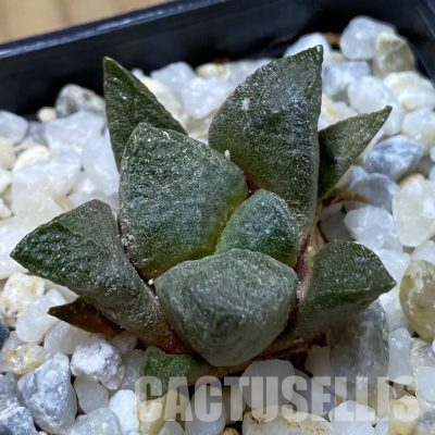 SH35629 Ariocarpus lloydii