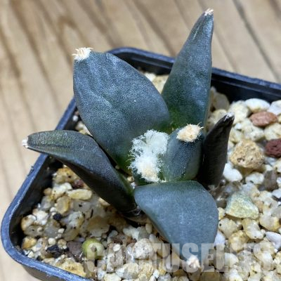 SH35631 Ariocarpus retusus ‘Three Finger’, own roots seedling