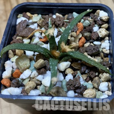 SH35632 Ariocarpus agavoides
