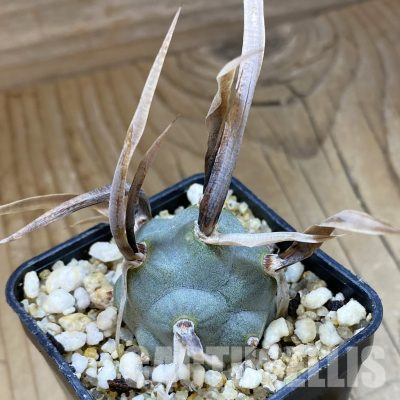 SH35633 Tephrocactus articulatus v. papyracanthus