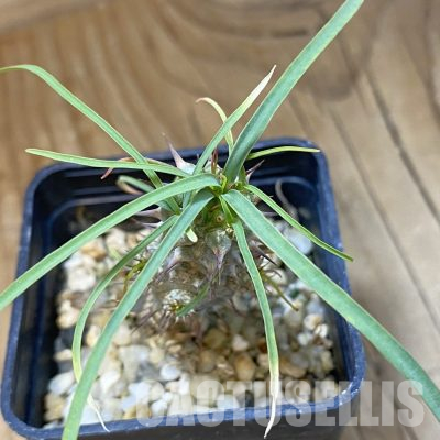 SH35718 Euphorbia gottlebei