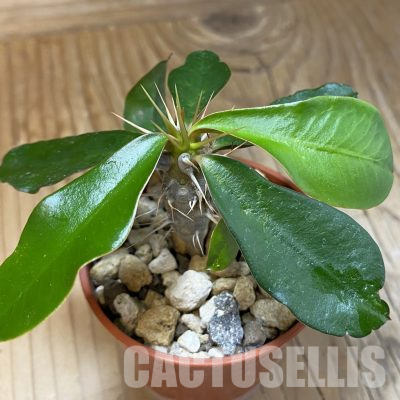 SH35719 Euphorbia delphinensis