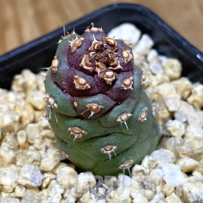 SH35720 Monadenium ritchiei v. marsabitense