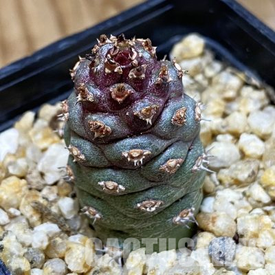 SH35721 Monadenium ritchiei v. marsabitense