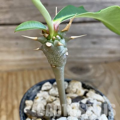 SH35723 Euphorbia viguieri v. capuroniana
