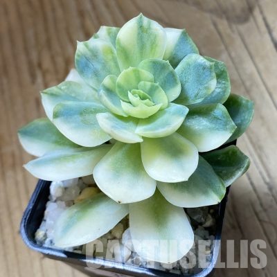 SH35688 Echeveria 'Berry' f. variegata