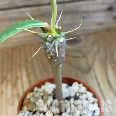 SH35724 Euphorbia viguieri v. capuroniana