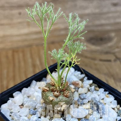SH35725 Sarcocaulon peniculinum