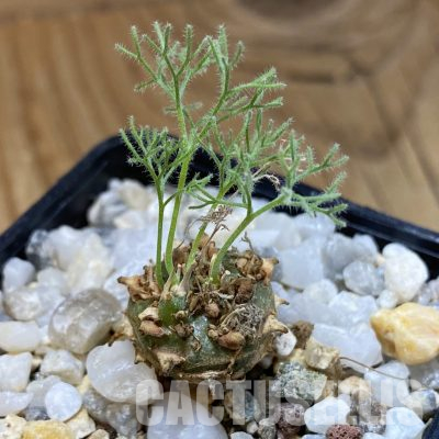 SH35726 Sarcocaulon peniculinum
