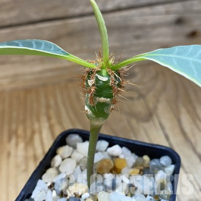 SH35727 Euphorbia neohumbertii