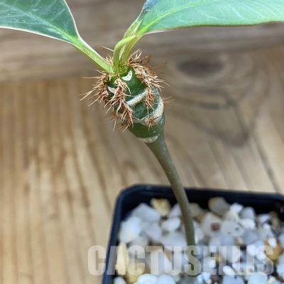 SH35728 Euphorbia neohumbertii