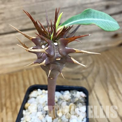 SH35729 Euphorbia viguieri v. vilanandrensis