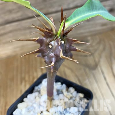 SH35730 Euphorbia viguieri v. vilanandrensis