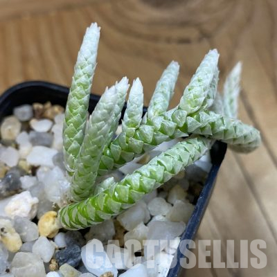 SH35731 Avonia vespertina 04/25