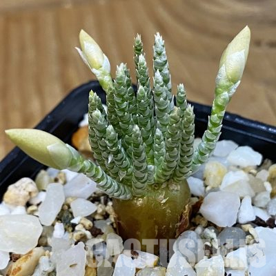SH35733 Avonia alstonii