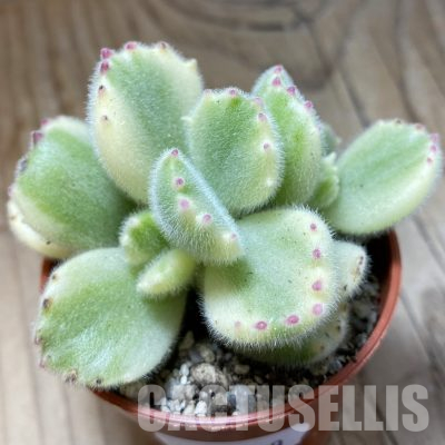 SH35689 Cotyledon ladismithiensis f. variegata
