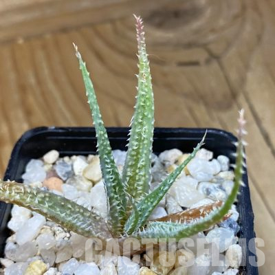 SH35741 Aloe parvula, seedling