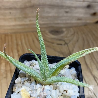 SH35742 Aloe parvula, seedling