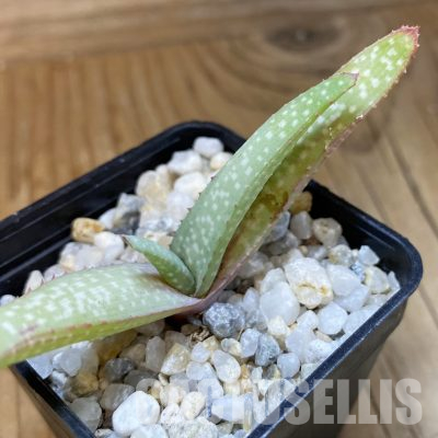 SH35743 Aloe pictifolia, seedling