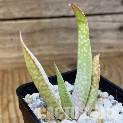 SH35744 Aloe pictifolia, seedling