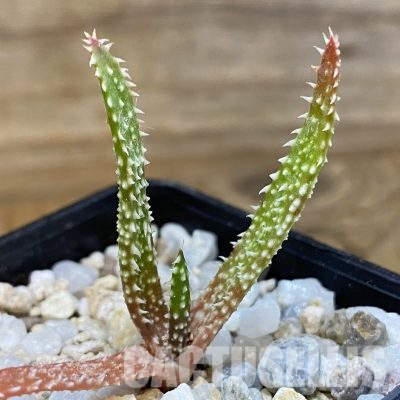 SH35745 Aloe delicatifolia, seedling