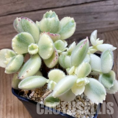 SH35690 Cotyledon ladismithiensis f. variegata