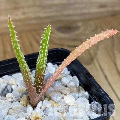 SH35746 Aloe delicatifolia, seedling