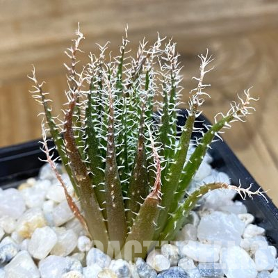 SH35747 Aloe haworthioides, seedling